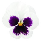 Виола (Viola wittrockiana ). Inspire® DeluXXe . White Blotch