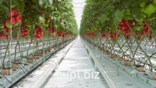 Агротекстиль Agrojutex белый 100г/м2 (2.10х100м)