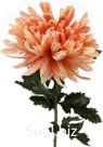 Decorative flower Chrysanthemum Size: 10x10x56 cm