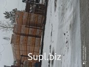 Лунный раз кедр