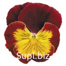 Виола (Viola wittrockiana ). Cats. Red and Gold
