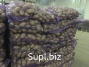 Описание товара:
- сорт: Королева Анна;
- калибр: 5+;
- тара: сетки;
- страна производства: Россия

Для того, чтобы купить картофель, воспользуйтесь сайтом sup…