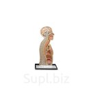 Голова с пищеводом и желудком