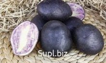 Семена картофеля Гурман элита (фракция: столовый)