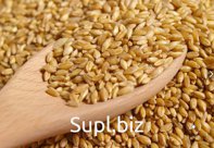 Wheat grain