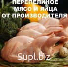 мясо перепелинное