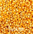 Кукуруза желтая