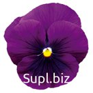 Виола (Viola wittrockiana ). Inspire® Plus  . Violet