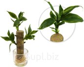 Decorative Yucca plant in a vase. Size: 18x15x33 cm.