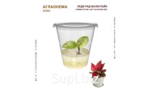 АГЛАОНЕМА ЛЕДИ РЕД ВАЛЕНТАЙН (COMMUTATUM LADY VALENTINE RED)