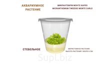 АКВАРИУМНОЕ РАСТЕНИЕ (СТЕБЕЛЬНОЕ) МИКРАНТЕМУМ МОНТЕ КАРЛО (MICRANTHEMUM TWEEDIEI MONTE CARLO)