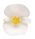 Бегония (Begonia semperflorens ). Nightlife . White