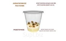 АКВАРИУМНОЕ РАСТЕНИЕ (РОЗЕТОЧНОЕ) КРИПТОКОРИНА ВЕНДТА МИ ОЙЯ (CRYPTOCORYNE WENDTII MI OYA)
