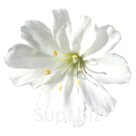 Левизия (Lewisia cotyledon ). Elise . White