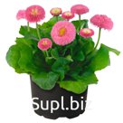 Маргари́тка (Bellis perennis ). BellaDaisy    . Pink