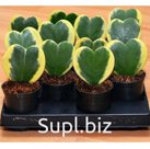 Хойя Карноса 10/15, Керри 5/10