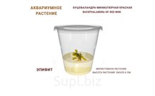 АКВАРИУМНОЕ РАСТЕНИЕ (ЭПИФИТЫ) БУЦЕФАЛАНДРА МИНИАТЮРНАЯ КРАСНАЯ (BUCEPHALANDRA SP. RED MINI)