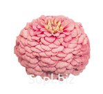 Цинния (Zinnia elegans ). Oklahoma . Pink