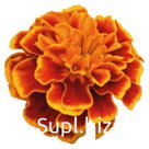 Бархатцы (Tagetes patula ). Super Hero . Orange Flame