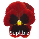 Виола (Viola wittrockiana ). Inspire® Plus . Red Blotch