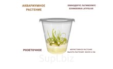 АКВАРИУМНОЕ РАСТЕНИЕ (РОЗЕТОЧНОЕ) ЭХИНОДОРУС ЛАТИФОЛИУС (ECHINODORUS LATIFOLIUS)