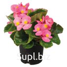 Бегония (Begonia semperflorens ). Super Olympia. Rose