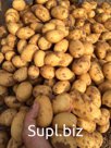 Поставщик ООО МКС реализует картофель свежий нового урожая по оптовой цене. 

Уже в начале летнего сезона в наличии молодой картофель самых ранних сортов, дающ…