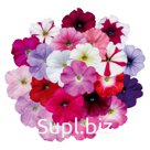 петуния (Petunia hybrida ). Celebrity . Regular Mix