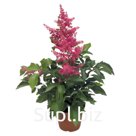 Астибле Аренси (Astilbe arendsii ). Astary. Rose