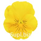 Виола (Viola wittrockiana ). Inspire® DeluXXe . Yellow