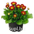 Маргари́тка (Bellis perennis ). BellaDaisy    . Red