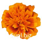 Бархатцы (Tagetes patula ). Super Hero . Orange Bee