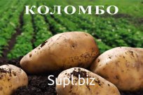 Картофель оптом 5+ от КФХ Краснодарский край.
Фасуем по желанию клиента в мешки, сетка 47-50кг. Грузим с поля.
Сорт Коломбо, Ривьера. Без болезней, проволочник…