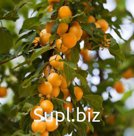 Алыча Prunus divaricataм Подарок С.-Петербургу (5 лет)