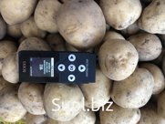 Картофель сорт Ривьера
