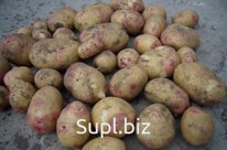 Картофель продовольственный
