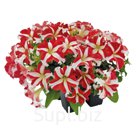 петуния (Petunia x hybrida grandiflora ). SUCCESS! 360° . Red Star