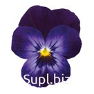 Виола (Viola cornuta ). Admire. Denim