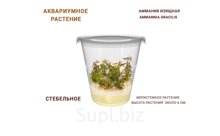 АКВАРИУМНОЕ РАСТЕНИЕ (СТЕБЕЛЬНОЕ) АММАНИЯ ИЗЯЩНАЯ (AMMANNIA GRACILIS)
