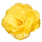 Бегония (Begonia tuberhybrida ). Nonstop® Mocca . Yellow