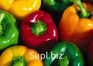 Перец зеленый Долма, перец красный Калифорния, перец стручковый красный не острый Капия, мандарины Дубеш, Сацума