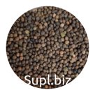 Вика яровая