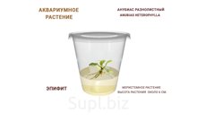 АКВАРИУМНОЕ РАСТЕНИЕ (ЭПИФИТЫ) АНУБИАС РАЗНОЛИСТНЫЙ (ANUBIAS HETEROPHYLLA)
