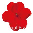 Бальзамин Уоллера (Impatiens walleriana). Lollipop . Cherry (Red)