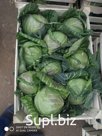 Капуста молодая узбекская