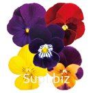 Виола (Viola cornuta ). Admire. Indian Summer Mix