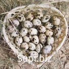 Перепелиные яйца - мясо