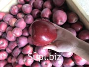 Сочные и сладкие яблоки Ред Делишес