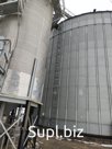 Зерно пшеница