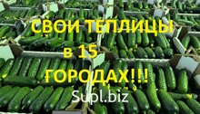 Огурцы и помидоры (оптом)